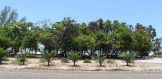 Placencia Real Estate - Plantation Lot 73-4