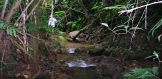 50 Acres of Land 5 - Belize Real Estate